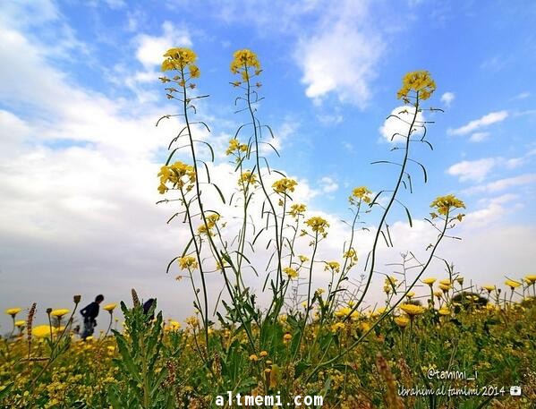 ربيع الدغم بالخرج 14-4-1435هـ 