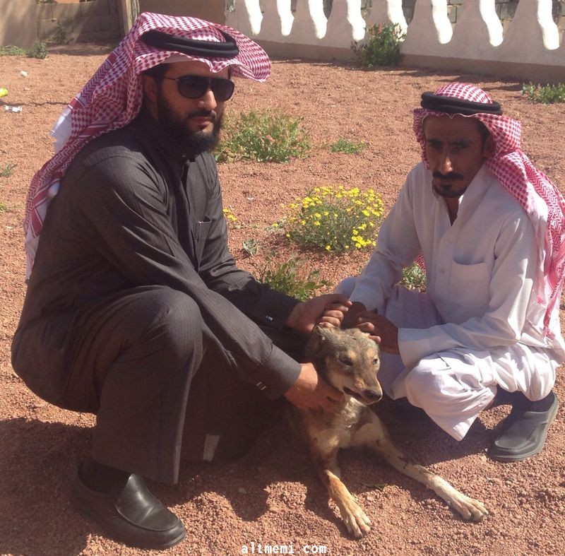 ذئب يهاجم مواطن بحائل 