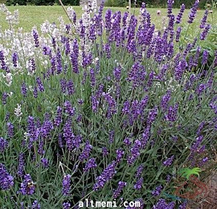 لاول مره تحدث هذه الظاهره  ريح عطر الخزامى تغطي سماء منطقة الجوف 